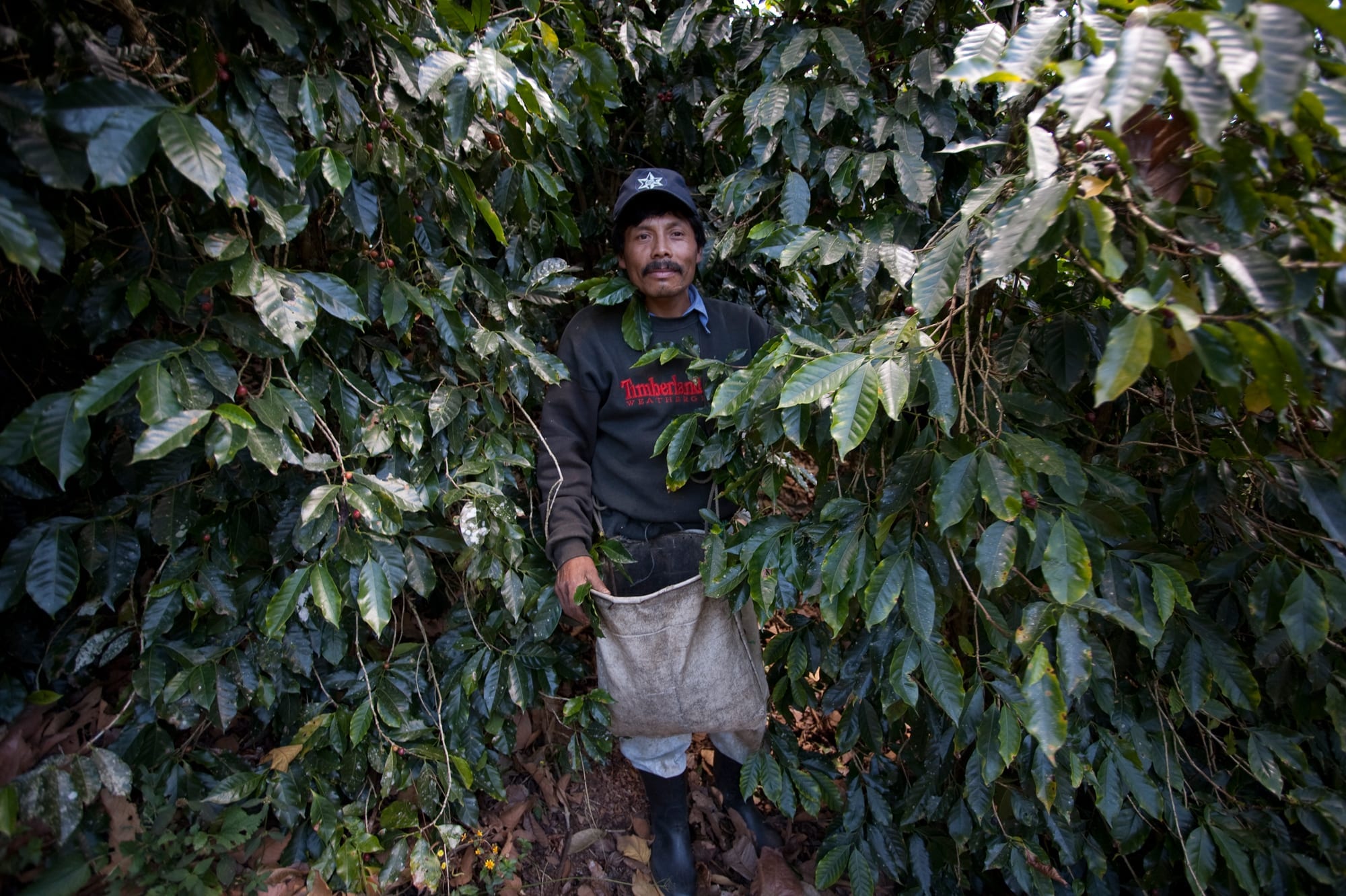 Explorercoffee Kaffeebohnen werden gepflückt